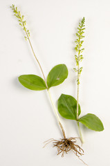Listera ovata / Listéra ovale