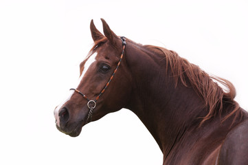 Close-up of a bay arabian horse