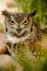 Intense stare