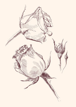 roses hand drawn vector llustration realistic sketch