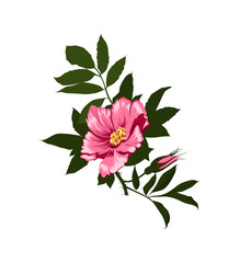 wild rose flower on a white background