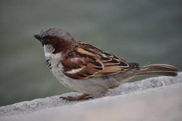 passero 3