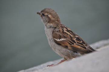 Passero