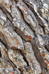 closeup of a pine tree bark texture