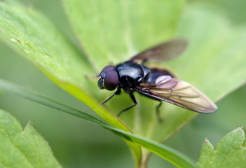 insect fly