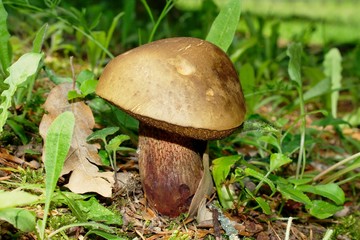 Boletus luridus