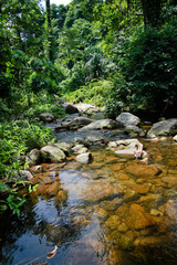 Small brook in a forest