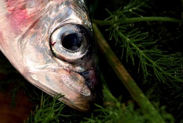 Sardina Sicilia, Sicilian sardne, pilchard