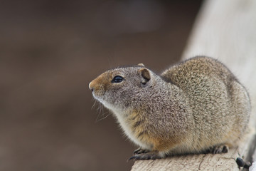 Naklejka na ściany i meble Uinta Ground Squirrel