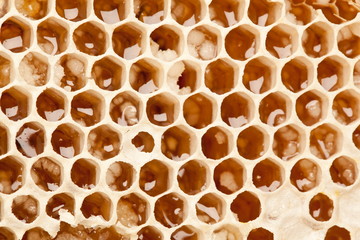 Honeycombs.