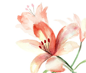 Fototapeta na wymiar Piękne kwiaty Lily