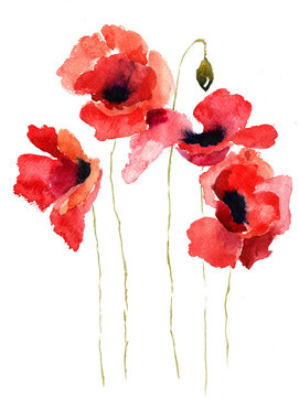 Fototapeta Ilustracja stylizowane kwiaty maku