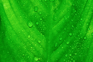 Green sheet of the flower with drop of water