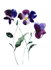 Watercolor illustration of Violet flowers - 41511548
