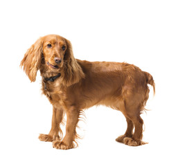 adorable  cocker spaniel
