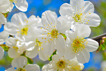 flowering spring tree on blue sky
