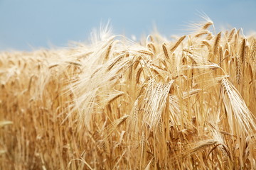 Close up shot of wheat stalk