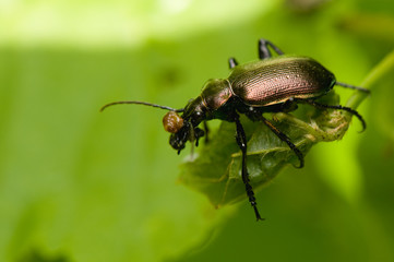 Calosoma inquisitor