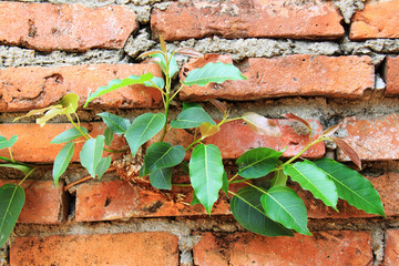 Efforts of the tree , Tree through the wall