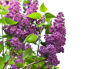 branch of lilac