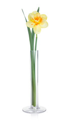 Yellow daffodil in vase