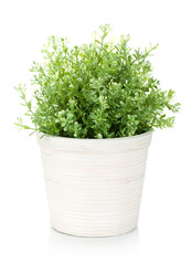 Naklejka premium Decorative flower in flowerpot