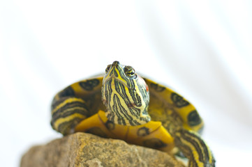 Obraz premium Red-eared slider