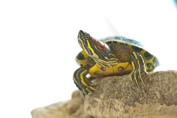 Red-eared slider