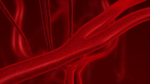 Human blood arteries and veins