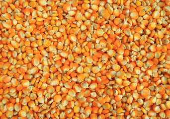 Corn seeds