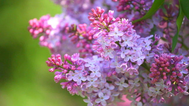 Lilac branches on a green background