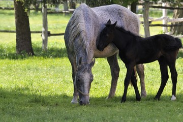 Lipizzaner mare with foal