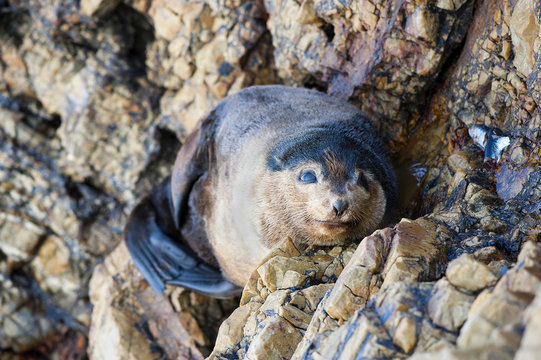 Sea lion on the rocks