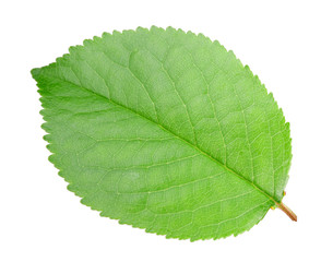 Obraz premium Green leaf of apple-tree