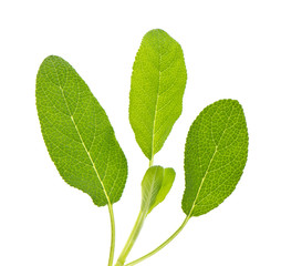 sage leaves isolated on white