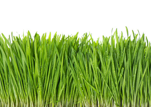 fresh green spring grass with water drops