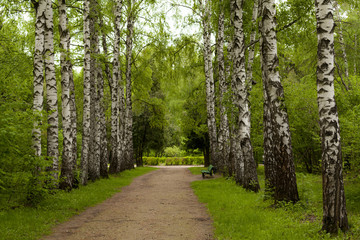 Spring in the forest