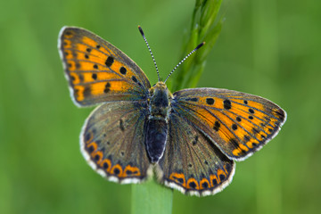 farfalla licenide su filo d'erba (macro)