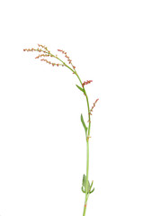 Kleiner Sauerampfer (Rumex acetosella)