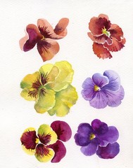 Watercolor Flora Collection: Viola Tricolor