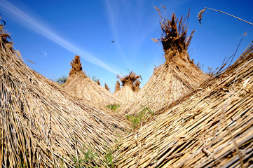 dried cluster od reed