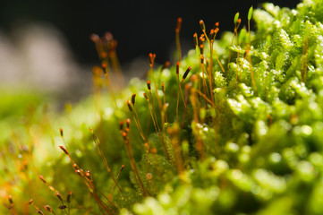 Moss in macro