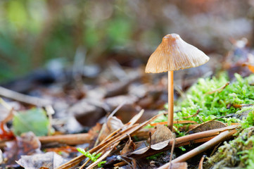 Mushroom in autumn