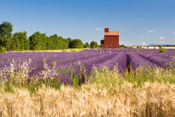 Campi di Lavanda a Valensole Provenza