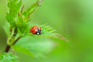 Ladybug in rain