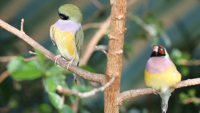 finches sitting on a branch in the forest