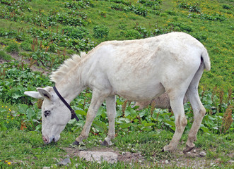 white baby donkey and a graze in the mountains