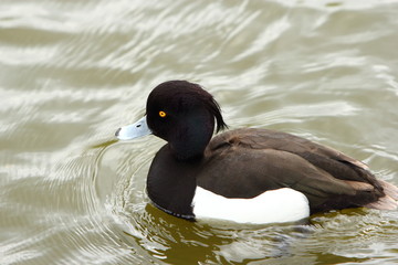 Tufted Duck
