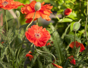 red poppies growing