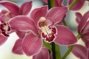 Fototapeta na wymiar Exotic Orchid